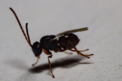 Synergini
