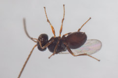 Synergini