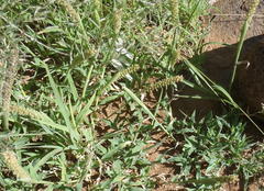 Tragus berteronianus