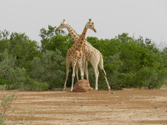 Giraffa camelopardalis peralta