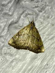 Evergestis pallidata