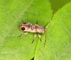 Sybra bioculata