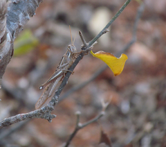 Schistocerca cancellata