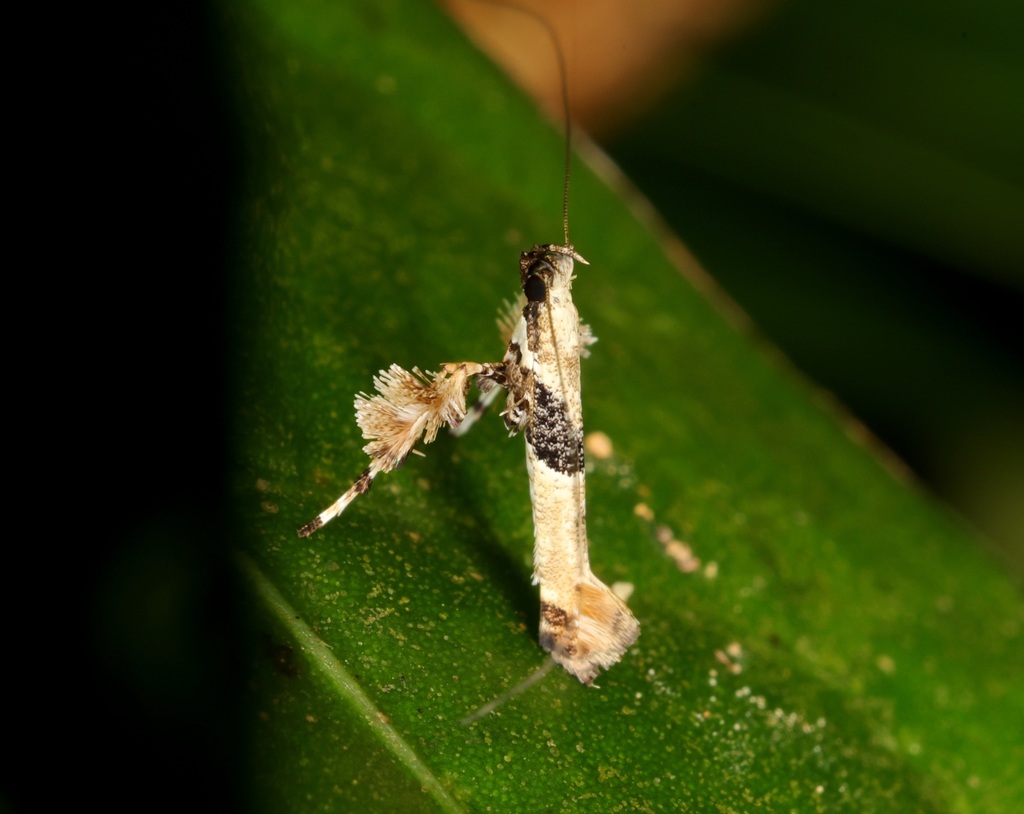 Caloptilia leucolitha