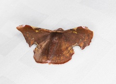 Fascellina chromataria