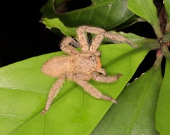 Heteropoda pingtungensis