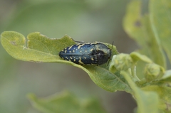 Acmaeodera flavopicta