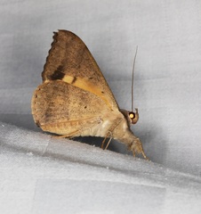 Oxyodes scrobiculata