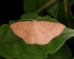 Perixera minorata