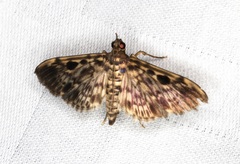 Rhimphaliodes macrostigma