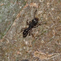 Ectatomminae