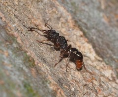 Ectatomminae