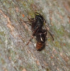 Ectatomminae