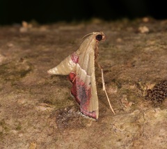 Endotricha repandalis