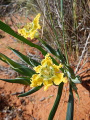 Ferraria flava