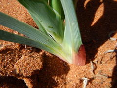 Ferraria flava