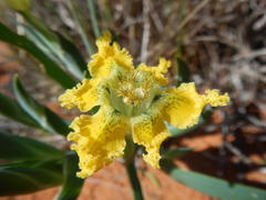 Ferraria flava