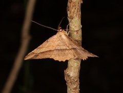 Pseudonadagara semicolor