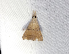 Ptychopseustis plumbeolinealis