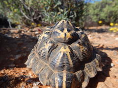 Psammobates tentorius trimeni