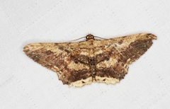 Ruttellerona pseudocessaria