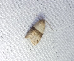 Stictane rectilinea chinesica