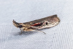 Pseudodavara haemaphoralis