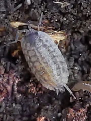 Oniscus asellus