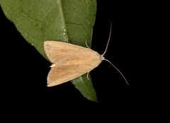 Rivula ochracea