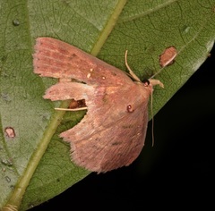 Sarobides inconclusa