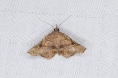 Throana pectinifer