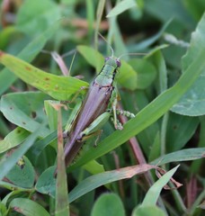 Ognevia longipennis