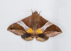 Bastilla fulvotaenia