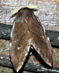 Cerodirphia rubripes