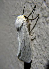 Ustjuzhania lineata