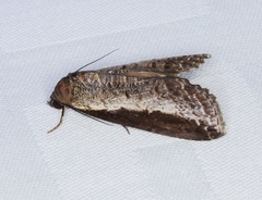 Lophoptera squammigera