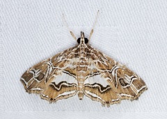 Paracymoriza vagalis