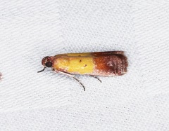 Piesmopoda semilutea