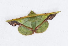 Fascellina plagiata