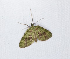 Sauris purpurotincta