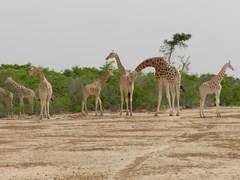 Giraffa camelopardalis peralta