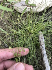 Fimbristylis vahlii