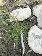 Fimbristylis vahlii