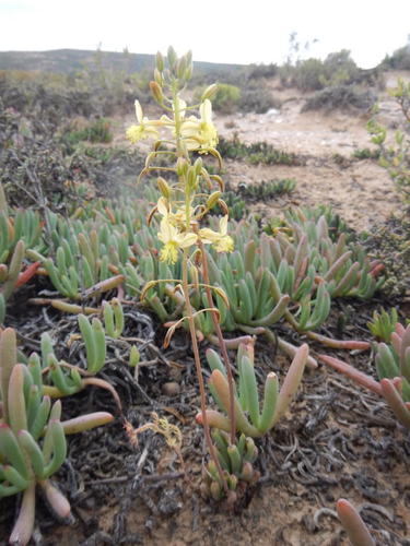 Bulbine wiesei