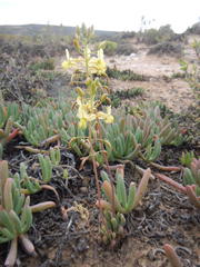 Bulbine wiesei