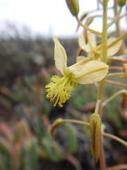Bulbine wiesei