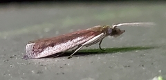 Tampa dimediatella