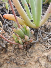 Bulbine wiesei