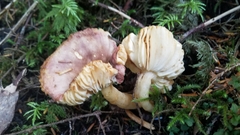 Russula puellaris