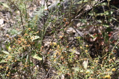 Acacia amblygona